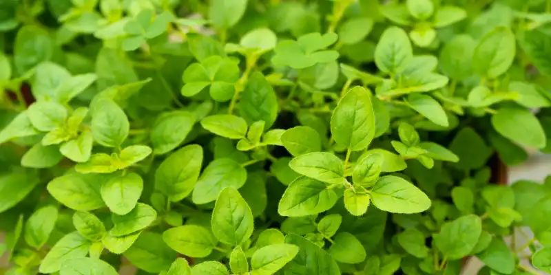 Marjoram