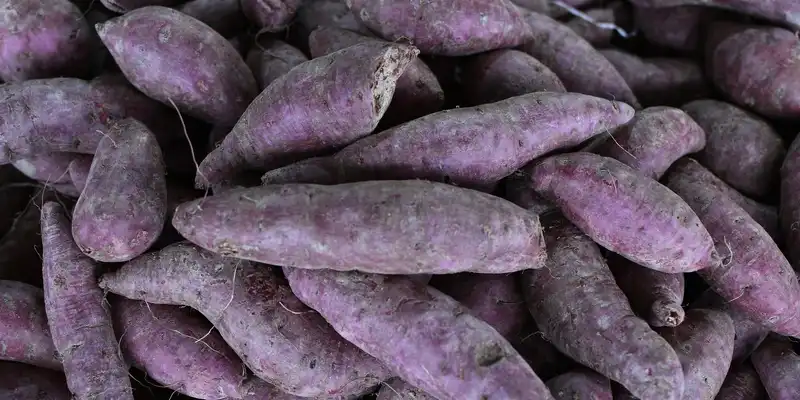 Mountain yam (with salt)