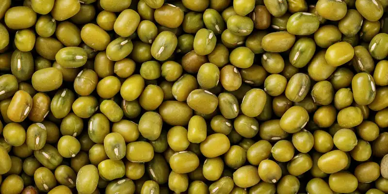 Raw mung beans