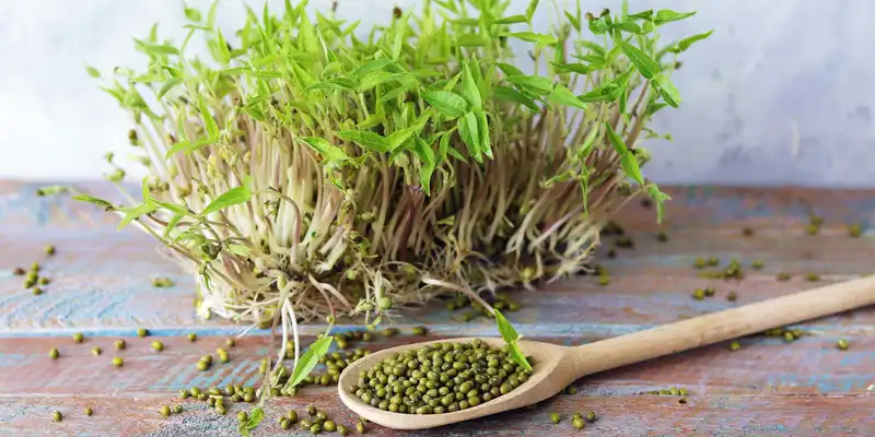 Raw sprouted mung beans