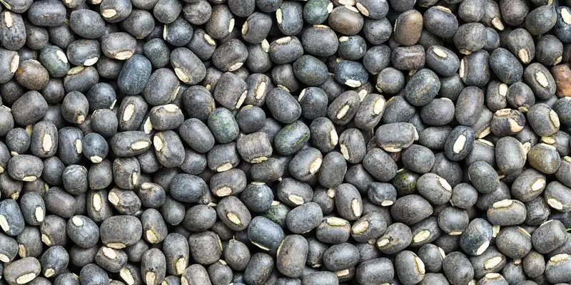 Raw mungo beans