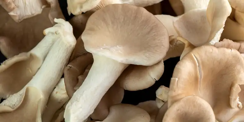 Raw brown mushrooms