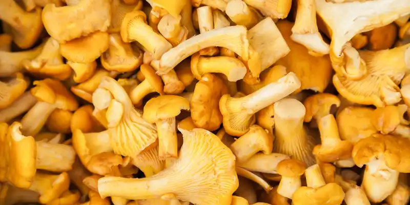 Funghi finferli crudi