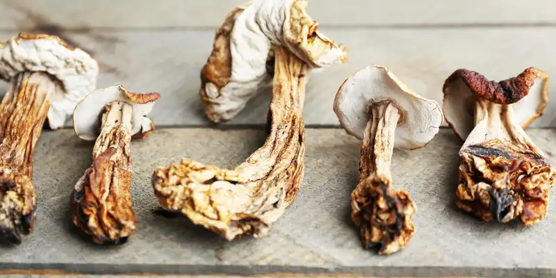 Dried mushrooms