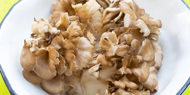 Raw maitake mushrooms