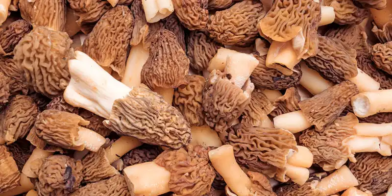 Cogumelos morel crus