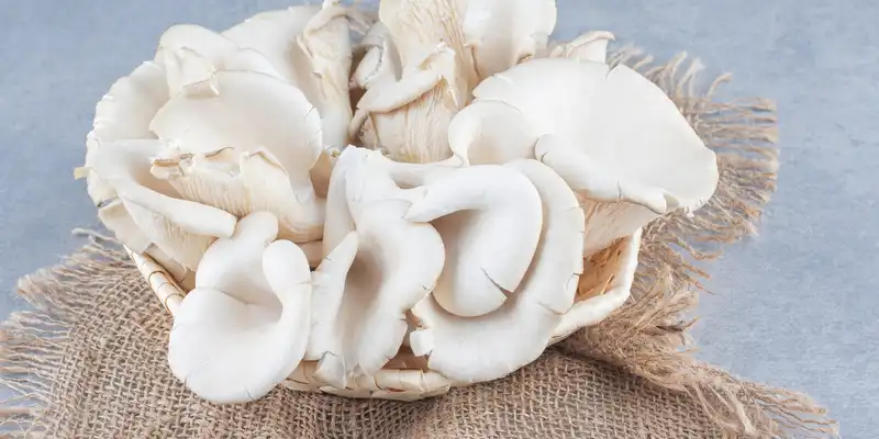 Raw oyster mushrooms