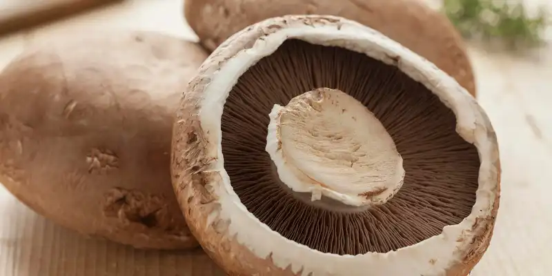 Champignons portabella crus