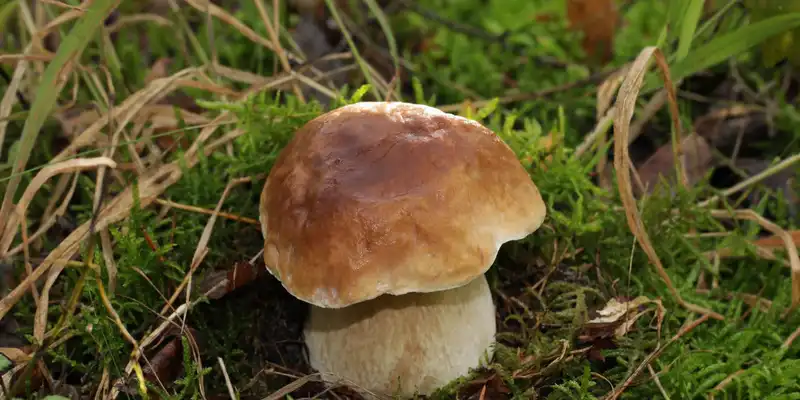 Raw white mushrooms