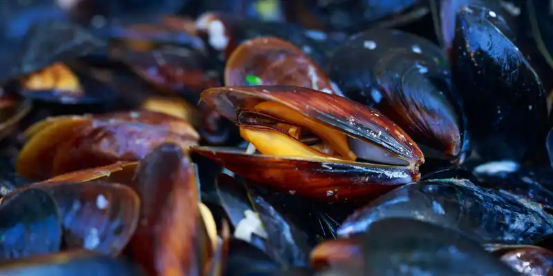 Raw blue mussels