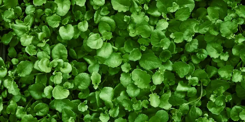 Mustard greens (with salt)