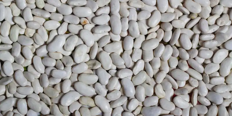 Raw navy beans