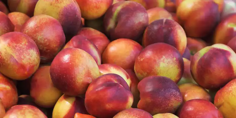 Nectarine crude