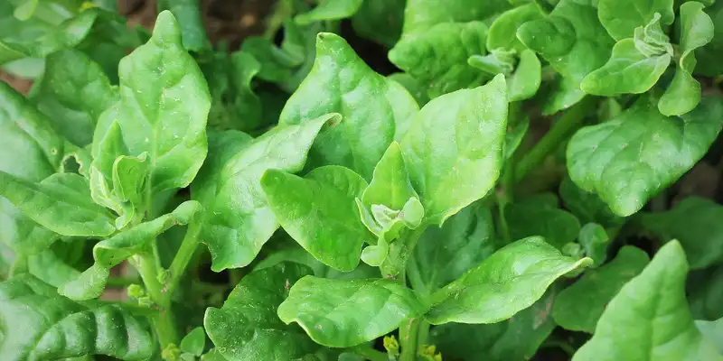 New zealand spinach (with salt)