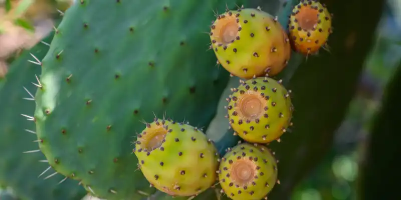 Nopales crudos