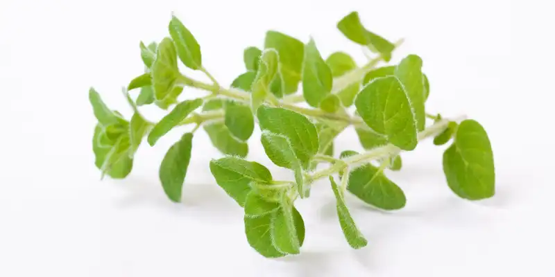 Oregano