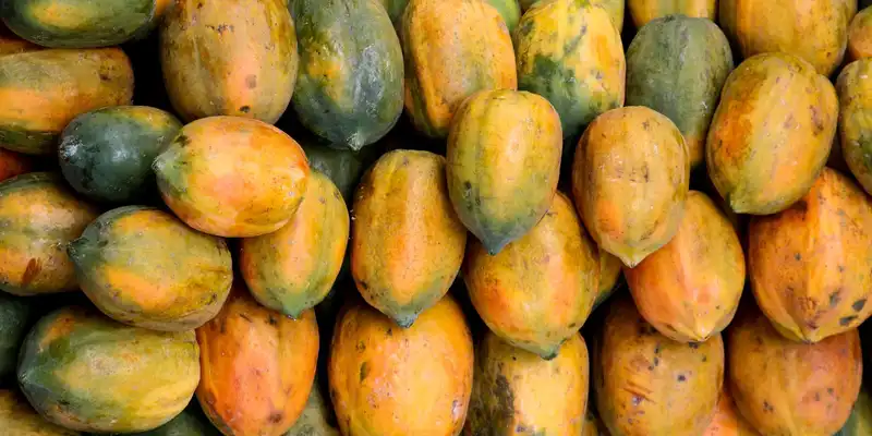 Papaya