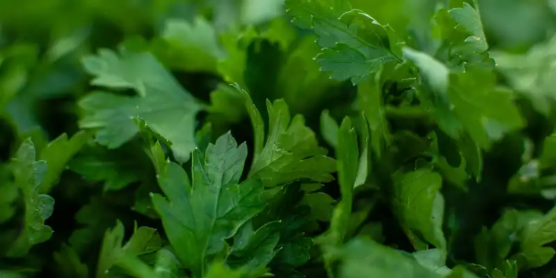 Fresh parsley