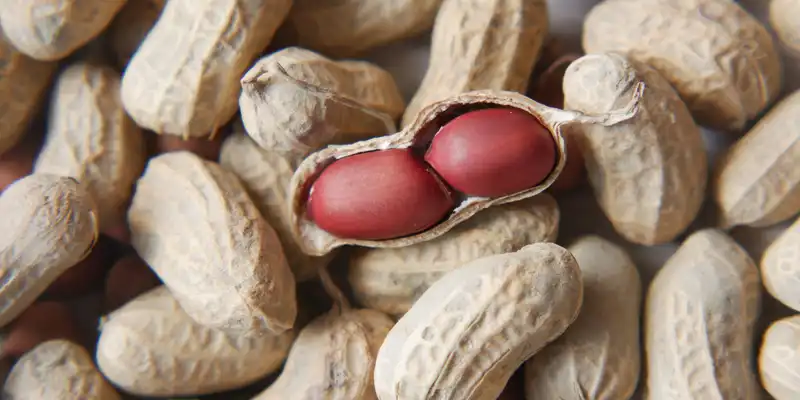 Cacahuètes de Valence (sans sel)