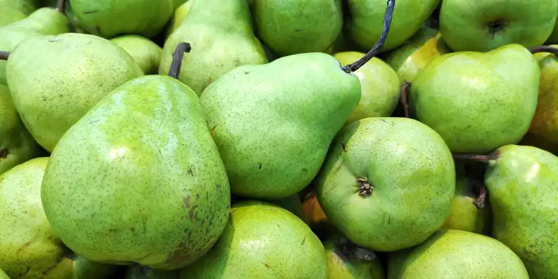 Green anjou pear