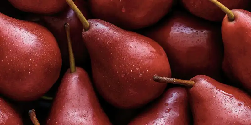 Red anjou pear