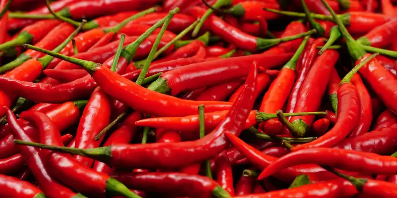 Raw red hot chili pepper