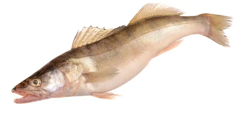 Walleye (yellow pike)