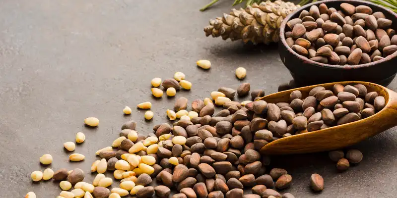 Dried pinyon pine nuts