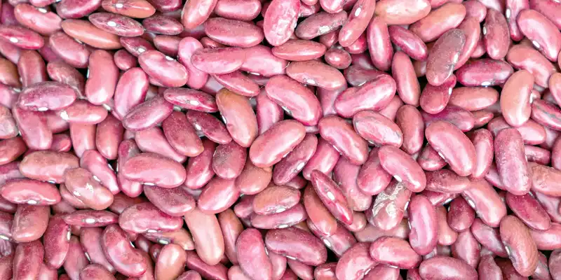 Raw pink beans