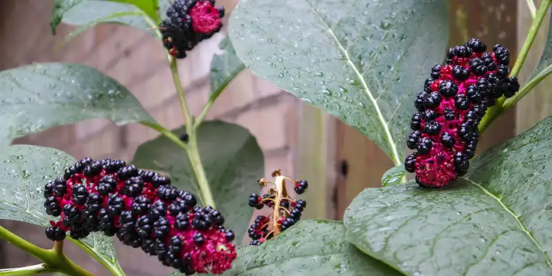 Raw pokeberry shoots