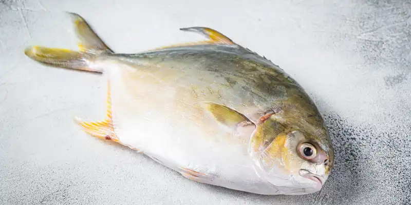 Surowe pompano