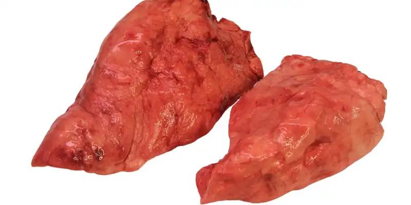 Pulmones de cerdo crudos