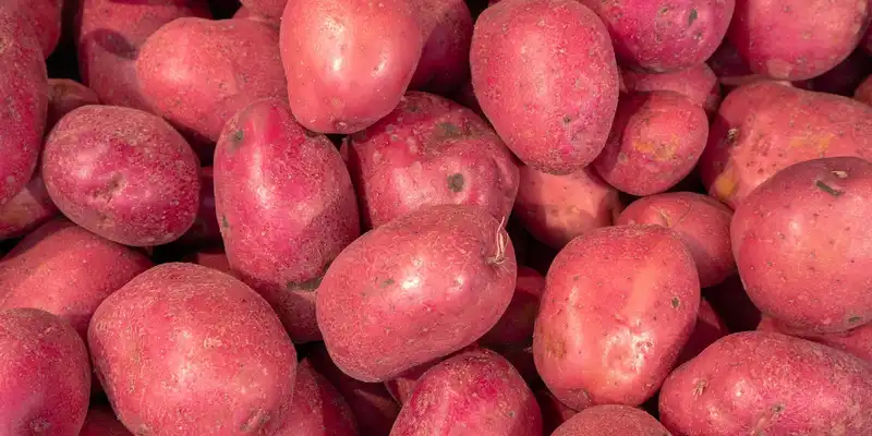 Raw red potato