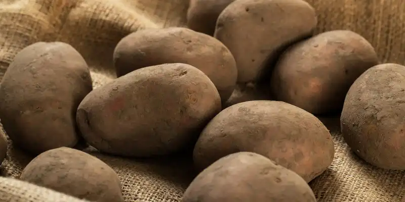 Raw russet potato