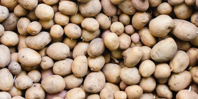 Raw white potato