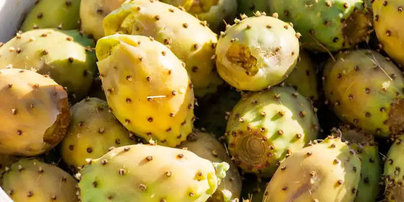 Prickly pear