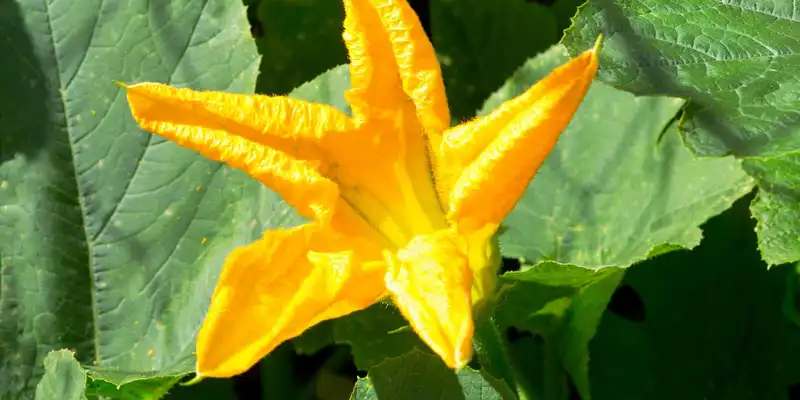 Pumpkin flowers