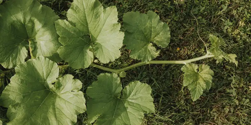 Raw pumpkin leaves