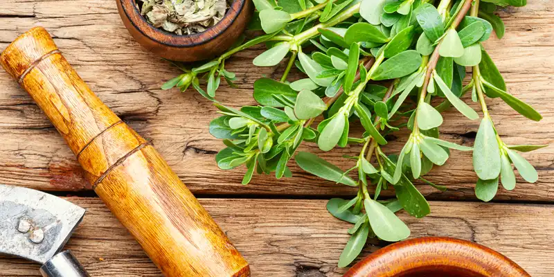 Cooked purslane (without salt)