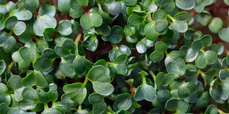 Raw purslane