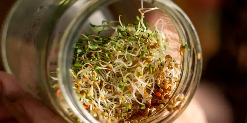 Raw sprouted radish seeds