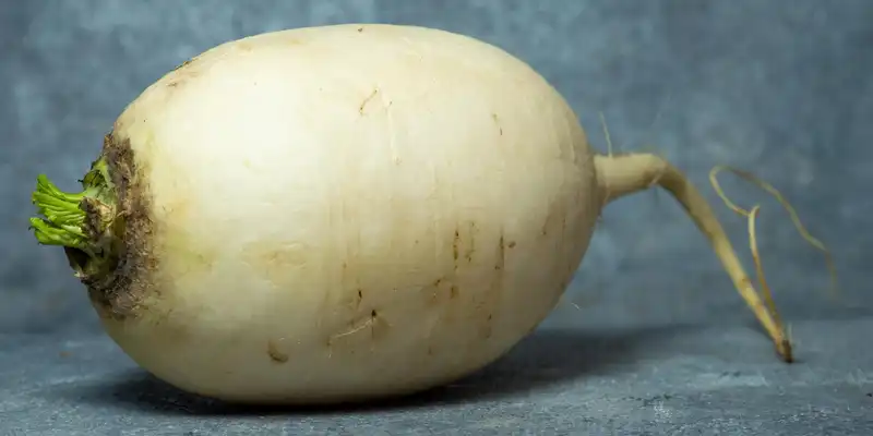 Raw oriental radish