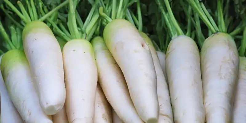 Raw white icicle radish