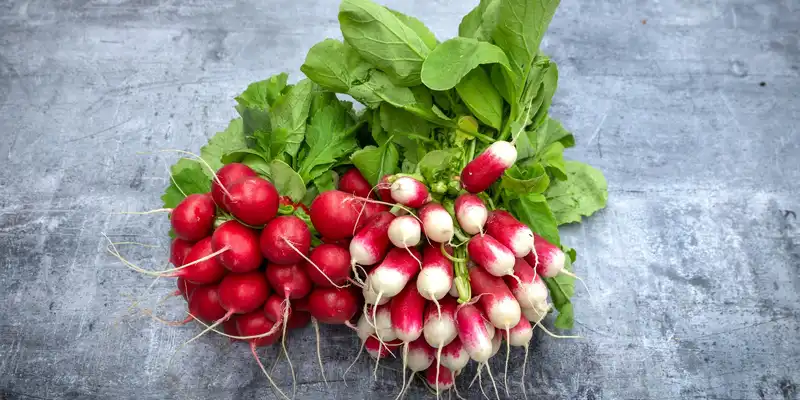 Radish (with salt)