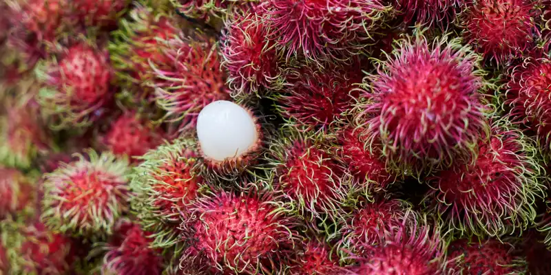 Rambutão