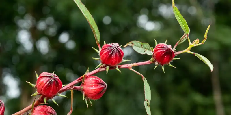 Rosa mosqueta