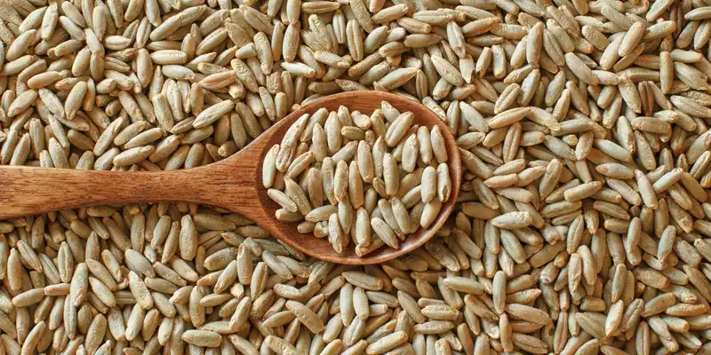 Grano di segale