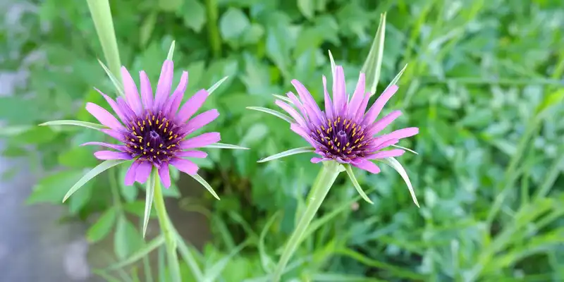 Salsify (with salt)