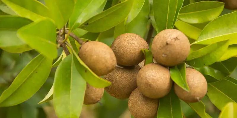 Raw sapodilla