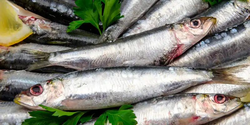 Atlantische Sardine